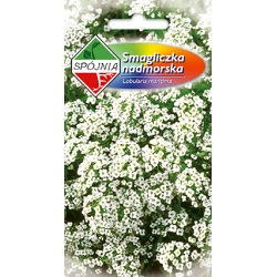 Smagliczka-nadmorska-biała-1g-ST/Pl